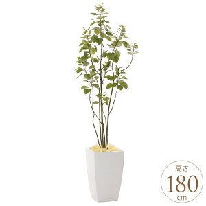 tFCNO[ A ^ ϗtA lH A[oX^C u`c[ 1.8m lHϗt  A G} C zAfqh CeAO[ ^ ItBX@