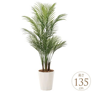 tFCNO[ A ^ ϗtA lH tA^Cv AJp[ 1.35m lHϗt  A G} C zAfqh CeAO[ ^ ItBX@{ 