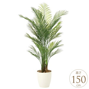 tFCNO[ A ^ ϗtA lH tA^Cv AJp[ 1.5m lHϗt  A G} C zAfqh CeAO[ ^ ItBX@{ 