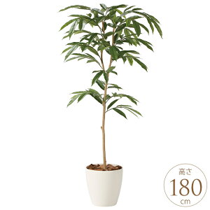 tFCNO[ A ^ ϗtA lH tA^Cv AXeo[LO 1.8m lHϗt  A G} C zAfqh CeAO[ ^ ItBX@