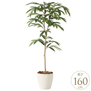 tFCNO[ A ^ ϗtA lH tA^Cv AXeo[LO 1.6m lHϗt  A G} C zAfqh CeAO[ ^ ItBX@