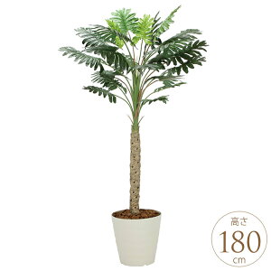 tFCNO[ A ^ ϗtA lH tA^Cv Z[ 1.8m lHϗt  A G} C zAfqh CeAO[ ^ ItBX@{ 