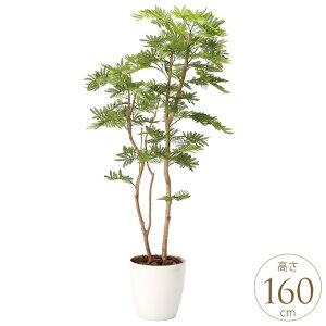 tFCNO[ A ^ ϗtA lH tA^Cv ˂ނ̖ 1.6m lHϗt  A G} C zAfqh CeAO[ ^ ItBX@{ 