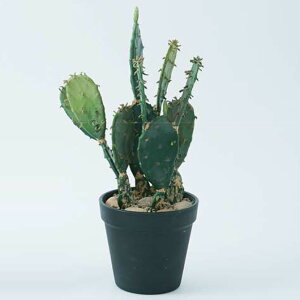 Brown. uE tFCNO[ E`T{e |bg 31 ϗtA  A T{e O[  fXN   CeA fBXvC  oj[JN^X A 