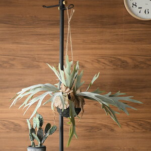 Brown. uE tFCNO[ rJNV_ nMO{[ 46 ϗtA RE  nMO O[ A  Ǌ| CeA fBXvC  A  