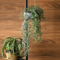 Brown. ブラウン フェイクグリーン ホヤ ハンギングポット 観葉植物 造花 ホヤリネアリス グリーン リネ…