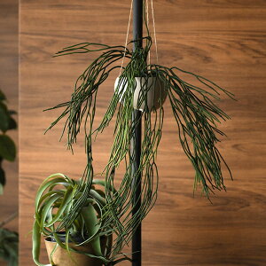 Brown. uE tFCNO[ vTX nMO|bg ϗtA A   O[ nMO  CeA fBXvC  A  