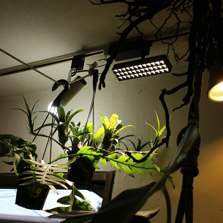 楽天市場】植物育成ライト LED SPOT LIGHT for PLANTS 20W 植物ライト 