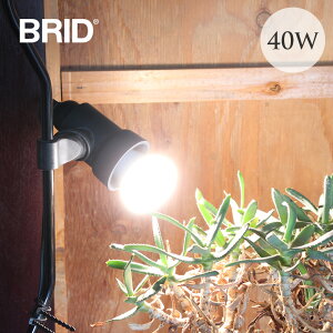 A琬Cg PLANTS LIGHT 40 COOL ACg _Ng[ d  CeA  A | 琬 ƒ؉ ͔| ǖ Ή ϗtA  Cg R BRID yz