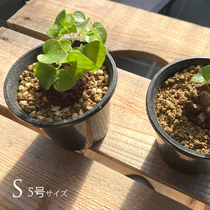 楽天市場】塊根植物 アフリカキッコウリュウ S 5号サイズ コーデックス  