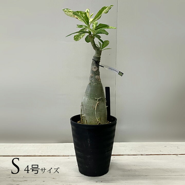 楽天市場】塊根植物 観葉植物 アデニウム オベスム 班入り S 