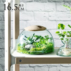 LSA International �K���X�h�[�� Canopy �L���m�s�[ Closed Garden Clear H16.5cm �N���A ������� �V���v�� �n�C�h���J���`���[ �k�� �K���X ���k�͔| �y���������z