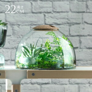 LSA International �K���X�h�[�� Canopy �L���m�s�[ Closed Garden Clear H22cm �N���A �n�C�h���J���`���[ �k�� ������� �k���C���e���A �V���v�� ���k�͔| ���� �y���������z