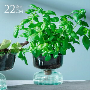 LSA International t[x[X Canopy Self Water Planter  KX  Vv KXx[X k kCeA t[AWg k͔| nChJ`[ yz