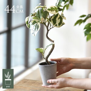 tFCNO[ t  tBJXAeV} |bg ~j lHϗtA A CeAO[    ^ A  {^jJ   tFCN lH A r