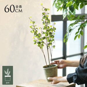 tFCNO[ t  xW~obN |bg ~j 4 lHϗtA A CeAO[    ^ A  {^jJ   tFCN lH A 