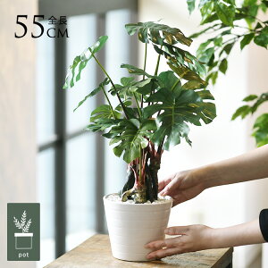 tFCNO[ t  Xe |bg lHϗtA A CeAO[    ^ A  {^jJ   tFCN lH A rO  JtF