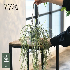 tFCNO[ t  vTX nMO|bg ~j 4 lHϗtA A CeAO[    ^ A  {^jJ   tFCN lH A 