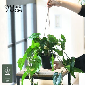 tFCNO[ t  tB[ nMO|bg ~j 4 lHϗtA A CeAO[    ^ A  {^jJ   tFCN lH A 