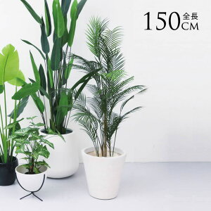 tFCNO[ A ϗtA t |bg AJV 150cm lHϗtA ^ A   rO   { yz