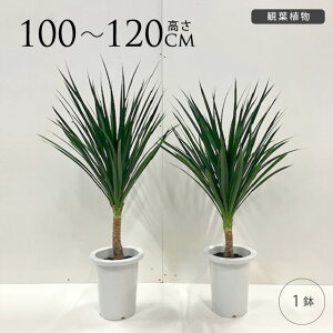 観葉植物 ドラセナ カンボジアーナ 幸福の木 M 7号 おしゃれ 植物 室内 園芸 インテリア グリーン 玄関 リビング オフィス 事務所 ショップ 店舗 カフェ 【送料無料】