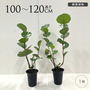 ϗtA V[O[v M 7 n}xuhE  A  | CeA O[  rO ItBX  Vbv X JtF yz