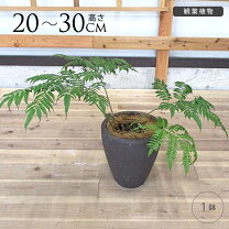 楽天市場】リュウビンタイ（サイズ（植木鉢）7 ～ 9号）（花・ガーデン 