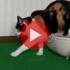 猫砂用トイレマット 砂取りマット 猫砂キャッチャー 日本製 猫トイレマット 89×70cm 猫砂キャッチマット 猫砂の飛び散り防止対策 猫砂飛散防止 猫砂マット 大判マット 特大マット 幅広マット
