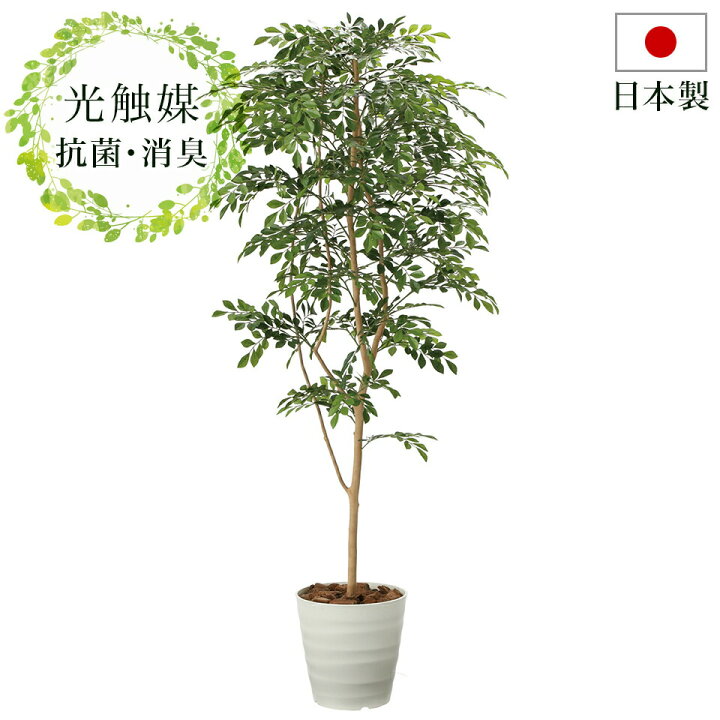 楽天市場 観葉植物 フェイクグリーン 幅75cm 光触媒 日本製 観葉植物 ニオイを分解 V Cat 防汚 ホルムアルデヒド分解力 光触媒 ペットの 臭い対策 お祝い等ギフトにもお勧め トネリコ 人工観葉植物 シンプル 抗菌 ナチュラル 消臭 玄関 Garnier ガルニエ