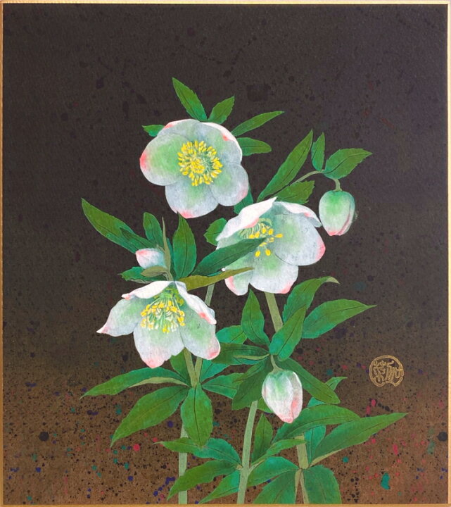 楽天市場】白木菜加 「 クリスマスローズ 」 色紙絵 : 内田画廊