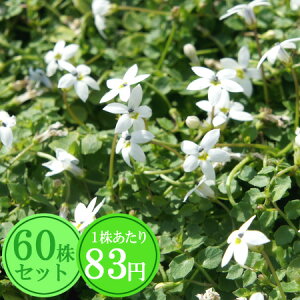 veBAyzCgz@Ղ60Zbg@183~y΂̂イ܂傤z