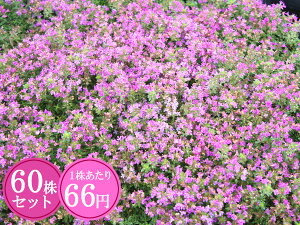 N[sO^Cyԉԁz@Ղ60Zbg@166~ŷイ܂傤z