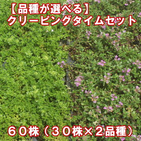 クリーピングタイム たっぷり60株セット 【30株単位で品種が選べるセット】