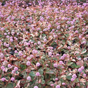 |Si iqc\oj@Ղ60Zbg@183~y΂̂イ܂傤z