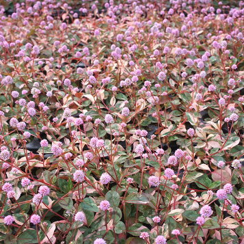 楽天市場 多肉植物 カリシアレペンス 桜色カリシア 9cmポット苗 緑のじゅうたんを作りましょう ガーデニングクラブことぶき 楽天市場 多肉植物 カリシアレペンス 桜色カリシア 9cmポット苗 緑のじゅうたんを作りましょう ガーデニングクラブことぶき