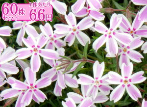 VoUNiōjyLfBXgCvz@Ղ60Zbg@166~yԂ̂イ܂傤zi^}miK^̗j