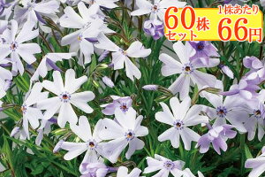 VoUNiōjyGhNbVu[z@Ղ60Zbg@166~yԂ̂イ܂傤z