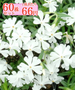 VoUNiōjyuzCgz@Ղ60Zbg@166~yԂ̂イ܂傤z