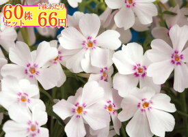 シバザクラ（芝桜）【アメージンググレースピンク】　たっぷり60株セット　1株あたり66円【花のじゅうたんを作りましょう♪】