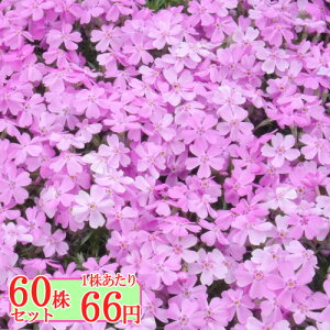 VoUNiōjyXht@[sNz@Ղ60Zbg@166~yԂ̂イ܂傤z