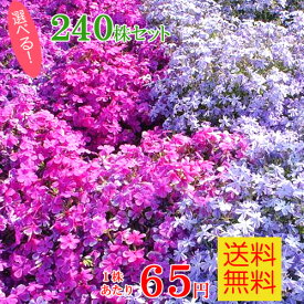 楽天市場 芝桜 種の通販