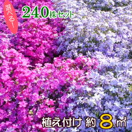 シバザクラ（芝桜）　たっぷり240株セット苗【品種が選べる！】【送料無料】 （60株×4口選択）