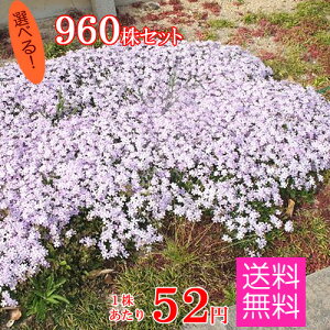 シバザクラ 種の人気商品 通販 価格比較 価格 Com