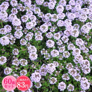 MJEX^C@Ղ60Zbg@183~ŷイ܂傤z