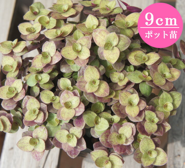 楽天市場 多肉植物 カリシアレペンス 桜色カリシア 9cmポット苗 緑のじゅうたんを作りましょう ガーデニングクラブことぶき 楽天市場 多肉植物 カリシアレペンス 桜色カリシア 9cmポット苗 緑のじゅうたんを作りましょう ガーデニングクラブことぶき