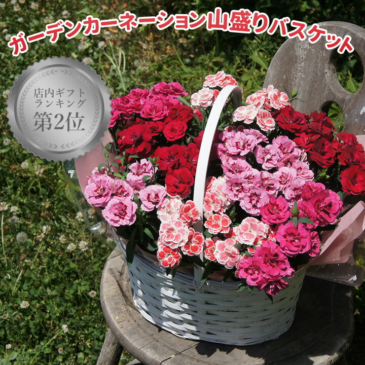 楽天市場 ガーデンカーネーション山盛りバスケット オスカーミックス ８株入り ４色ミックス 送料無料 母の日22 ガーデニングクラブことぶき