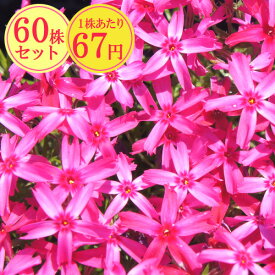 シバザクラ（芝桜）【あかつき】　たっぷり60株セット　1株あたり67円【花のじゅうたんを作りましょう♪】