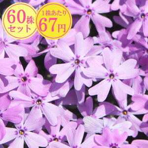 VoUNiōjyAgvvAz@Ղ60Zbg@167~yԂ̂イ܂傤z