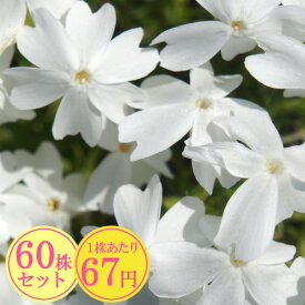 【2023秋苗】シバザクラ（芝桜）【淡雪】　たっぷり60株セット　1株あたり67円【花のじゅうたんを作りましょう♪】