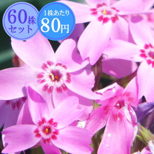 VoUNiōjyg}z@Ղ60Zbg@178~yԂ̂イ܂傤z